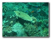 Rainbow-Reef-Scuba-Diving-Taveuni-Fiji-091