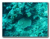 Rainbow-Reef-Scuba-Diving-Taveuni-Fiji-093