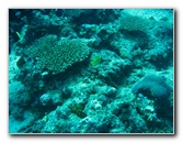 Rainbow-Reef-Scuba-Diving-Taveuni-Fiji-094