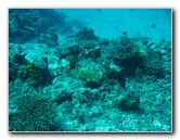 Rainbow-Reef-Scuba-Diving-Taveuni-Fiji-095