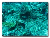 Rainbow-Reef-Scuba-Diving-Taveuni-Fiji-096