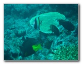 Rainbow-Reef-Scuba-Diving-Taveuni-Fiji-097