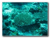 Rainbow-Reef-Scuba-Diving-Taveuni-Fiji-099