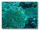 Rainbow-Reef-Scuba-Diving-Taveuni-Fiji-100