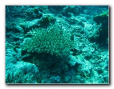 Rainbow-Reef-Scuba-Diving-Taveuni-Fiji-101