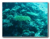 Rainbow-Reef-Scuba-Diving-Taveuni-Fiji-103
