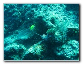 Rainbow-Reef-Scuba-Diving-Taveuni-Fiji-105