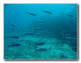 Rainbow-Reef-Scuba-Diving-Taveuni-Fiji-110