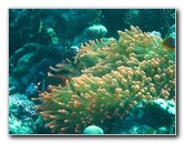 Rainbow-Reef-Scuba-Diving-Taveuni-Fiji-114