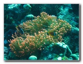 Rainbow-Reef-Scuba-Diving-Taveuni-Fiji-116
