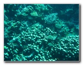 Rainbow-Reef-Scuba-Diving-Taveuni-Fiji-118