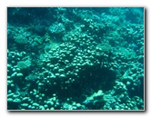 Rainbow-Reef-Scuba-Diving-Taveuni-Fiji-119
