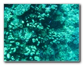 Rainbow-Reef-Scuba-Diving-Taveuni-Fiji-120