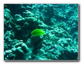 Rainbow-Reef-Scuba-Diving-Taveuni-Fiji-122