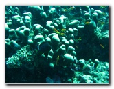 Rainbow-Reef-Scuba-Diving-Taveuni-Fiji-123