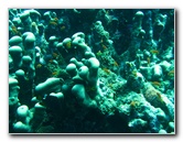Rainbow-Reef-Scuba-Diving-Taveuni-Fiji-125