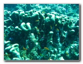 Rainbow-Reef-Scuba-Diving-Taveuni-Fiji-126