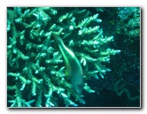 Rainbow-Reef-Scuba-Diving-Taveuni-Fiji-127