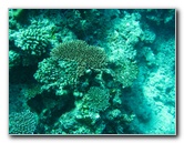 Rainbow-Reef-Scuba-Diving-Taveuni-Fiji-134