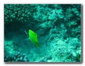 Rainbow-Reef-Scuba-Diving-Taveuni-Fiji-136