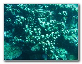 Rainbow-Reef-Scuba-Diving-Taveuni-Fiji-148