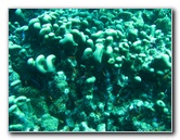 Rainbow-Reef-Scuba-Diving-Taveuni-Fiji-149