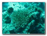 Rainbow-Reef-Scuba-Diving-Taveuni-Fiji-152