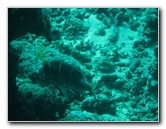 Rainbow-Reef-Scuba-Diving-Taveuni-Fiji-154