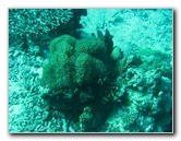 Rainbow-Reef-Scuba-Diving-Taveuni-Fiji-160