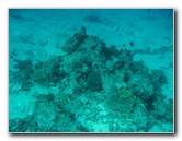 Rainbow-Reef-Scuba-Diving-Taveuni-Fiji-166