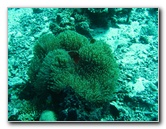 Rainbow-Reef-Scuba-Diving-Taveuni-Fiji-170