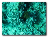 Rainbow-Reef-Scuba-Diving-Taveuni-Fiji-171