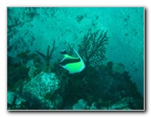 Rainbow-Reef-Scuba-Diving-Taveuni-Fiji-181