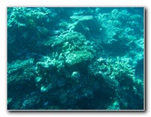 Rainbow-Reef-Scuba-Diving-Taveuni-Fiji-183