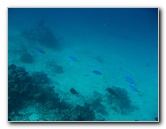 Rainbow-Reef-Scuba-Diving-Taveuni-Fiji-185