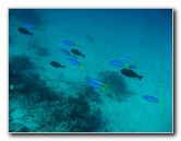 Rainbow-Reef-Scuba-Diving-Taveuni-Fiji-187