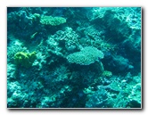 Rainbow-Reef-Scuba-Diving-Taveuni-Fiji-190