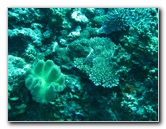 Rainbow-Reef-Scuba-Diving-Taveuni-Fiji-192