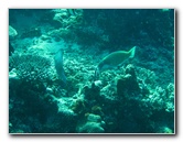 Rainbow-Reef-Scuba-Diving-Taveuni-Fiji-198