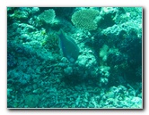 Rainbow-Reef-Scuba-Diving-Taveuni-Fiji-203