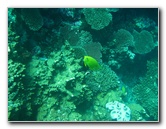 Rainbow-Reef-Scuba-Diving-Taveuni-Fiji-206