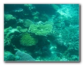 Rainbow-Reef-Scuba-Diving-Taveuni-Fiji-209