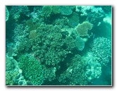Rainbow-Reef-Scuba-Diving-Taveuni-Fiji-213
