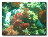 Rainbow-Reef-Scuba-Diving-Taveuni-Fiji-221