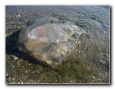 Red-Reef-Park-Boca-Raton-FL-019