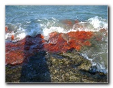 Red-Reef-Park-Boca-Raton-FL-024