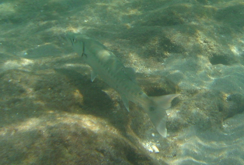 Red-Reef-Park-Underwater-Snorkeling-Pictures-Boca-Raton-FL-003