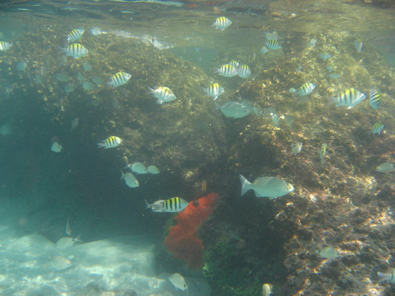 Red-Reef-Park-Underwater-Snorkeling-Pictures-Boca-Raton-FL-006