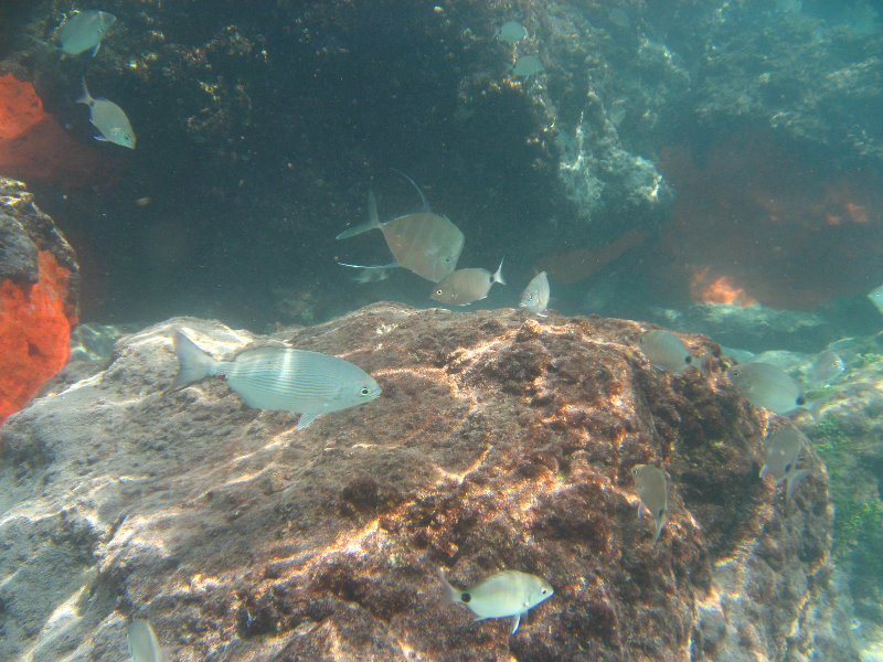 Red-Reef-Park-Underwater-Snorkeling-Pictures-Boca-Raton-FL-009