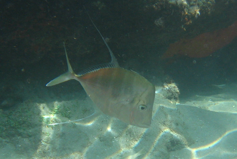 Red-Reef-Park-Underwater-Snorkeling-Pictures-Boca-Raton-FL-011